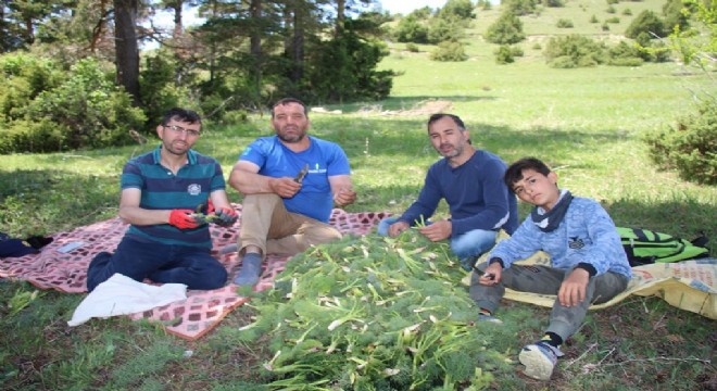  Oltu'da Çaşır sezonu geç başladı 